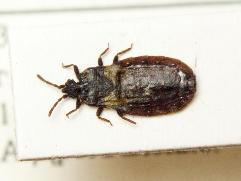 Aneurus (Aneurodes) avenius (Dufour, 1833)